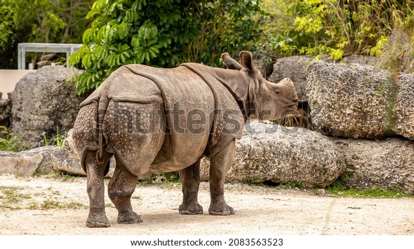 The Indian\
rhinoceros also called the Indian rhino, greater one-horned\
rhinoceros or great Indian rhinoceros, is a rhinoceros species\
native to the Indian subcontinent. \
