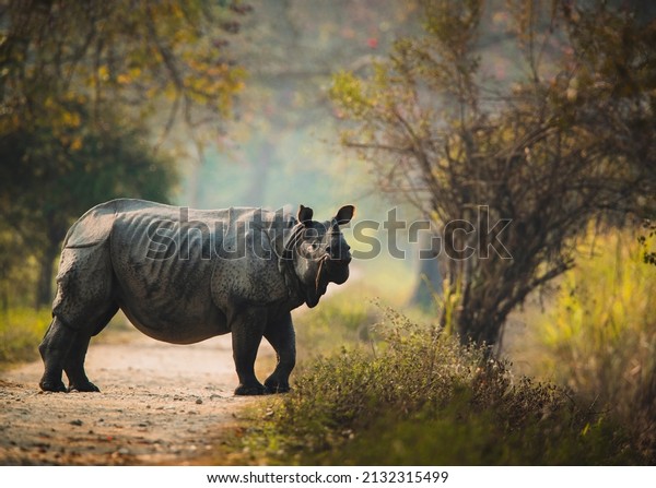 The Indian rhinoceros,
also called the Indian rhino, greater one-horned rhinoceros or
great Indian rhinoceros, is a rhinoceros species native to the
Indian subcontinent.