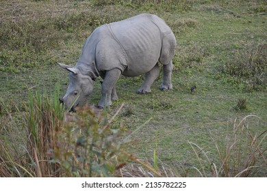 
Indian Rhinoceros (rhino) At Kaziranga National Park Assam