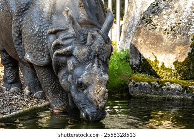 The Indian Rhinoceros, Rhinoceros unicornis is also called Greater One-horned Rhinoceros and Asian One-horned Rhinoceros and belongs to the Rhinocerotidae family.