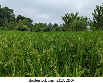 Indian Rice Field Before Harvest In The Monsoons