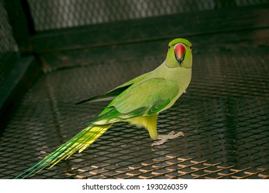 Male Raw Parrot Images Stock Photos Vectors Shutterstock