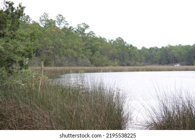 Indian River Bayou Wetlands Landscape In Milton FL. 