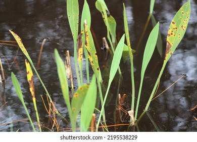 Indian River Bayou Wetlands Landscape In Milton FL. 