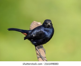 The Indian Robin Is A Species Of Bird In The Family Muscicapidae.