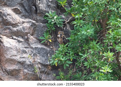 Indian Rock Eagle Owl Perched On A Tree