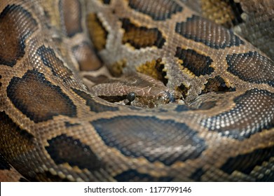 indian python wallpapers
