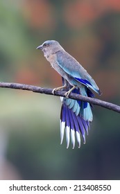 Indian Roller