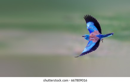 Indian Roller