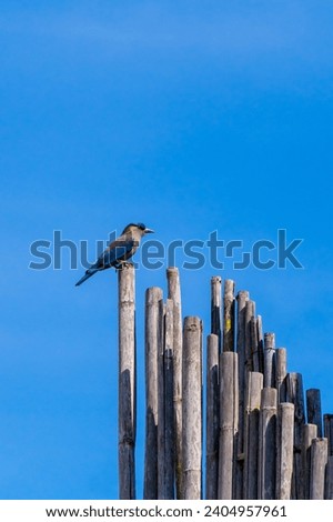 Indian roller bird (Coracias benghalensis) perched on top of bamboo.