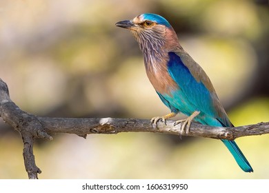 The Indian Roller Is A Bird Of The Family Coraciidae, The Rollers