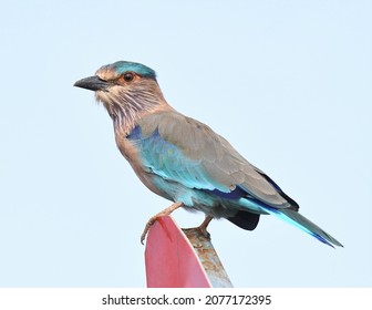 The Indian Roller  Is A Bird Of The Family Coraciidae.