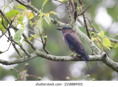 The Indian Roller Is A Bird Of The Family Coraciidae.