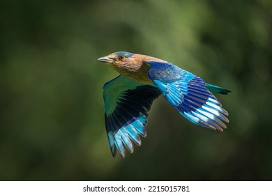 Indian Roller Bird In Flight 