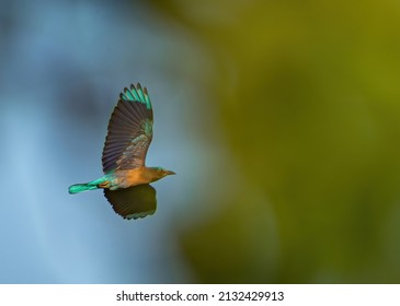 Indian Roller Bird In Flight Mode