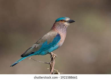 Indian Roller Bird On A Perch