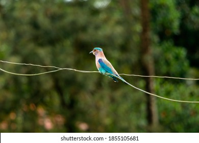 Indian Roller Bird Sitting On A Cable, Coraciidae, The Rollers Family