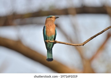 Indian Roller Bird Wildlife India