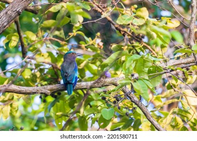 Indian Roller  birds (Coracias benghalensis) on the branch of the tree. - Powered by Shutterstock