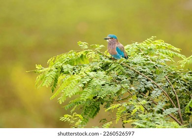 Indian roller, Blue jay perched on a branch tree stump, - Powered by Shutterstock