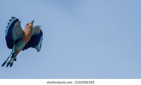 Indian Roller (Coracias benghalensis), the beautiful bird flying in the blue sky background - Powered by Shutterstock