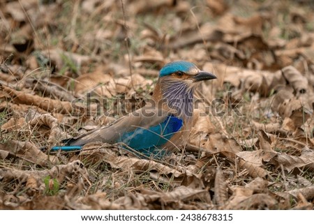 Indian Roller - Coracias benghalensis, beautiful colored iconic bird from Asian forests, woodlands and bushes, Nagarahole Tiger Reserve, India.