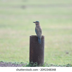 The Indian Roller (Coracias Benghalensis) Is A Bird Of The Family Coraciidae.