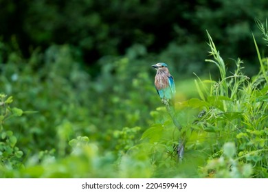 Indian Roller Or Coracias Benghalensis Bird Habitat In Monsoon Green Season At Forest Of Central India Asia