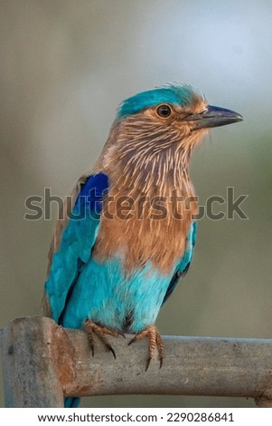 Indian roller (Coracias benghalensis) stands on branch