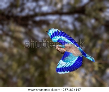 A Indian Roller in flight