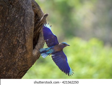 Indian Roller Fly