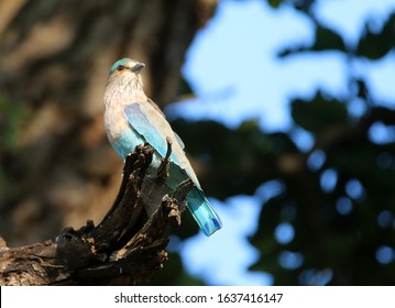 Indian Roller In Kanha NP India