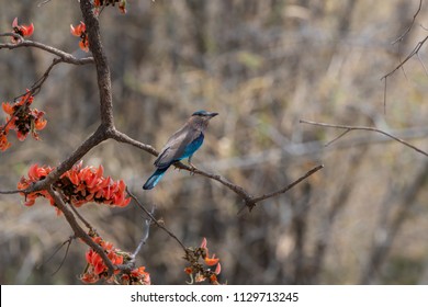 Indian Roller On Mahua Tree