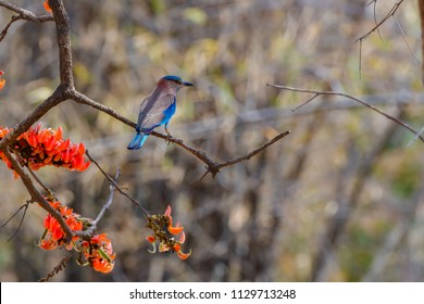 Indian Roller On Mahua Tree