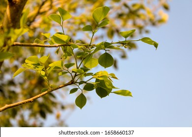 Indian Rosewood ( Shisham ) With Leaf