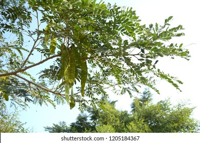 Indian Rosewood Tree Raw Seeds Hanging Stock Photo 1205184367 ...