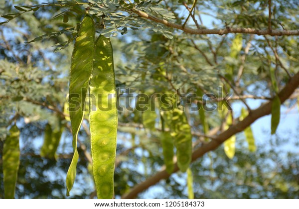 Indian Rosewood Tree Raw Seeds Hanging Stock Photo (Edit Now) 1205184373