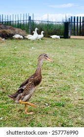 Indian Runner Duck