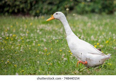 Indian Runner Duck