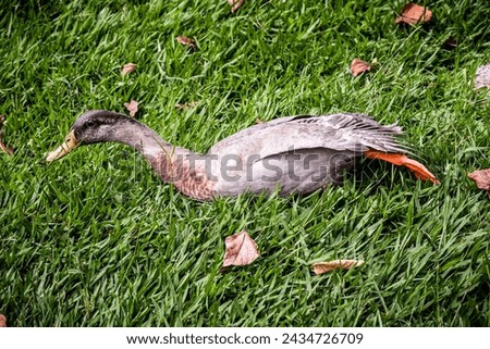 Indian runner duck or domestic duck (anas platyrhynchos domesticus), bird resting and on the grass, basking in the sun