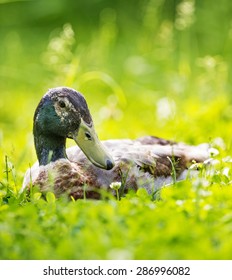 Indian Runner Duck - Male