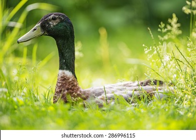 Indian Runner Duck - Male