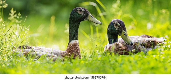 Indian Runner Duck - Male