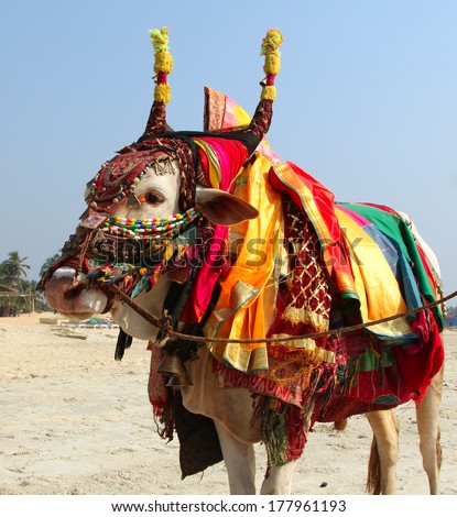 Indian sacred cow on the beach in GOA