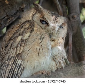 Indian Scops Owl In The Habitat