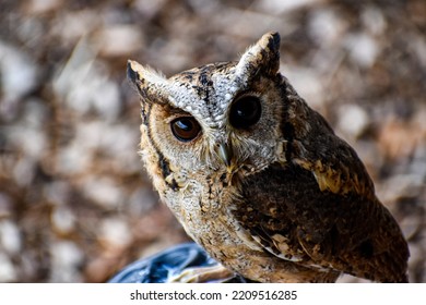 Indian Scops Owl On Perch