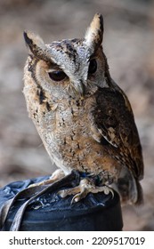 Indian Scops Owl On Perch