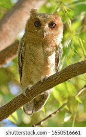 Indian Scops Owl Very Close-up