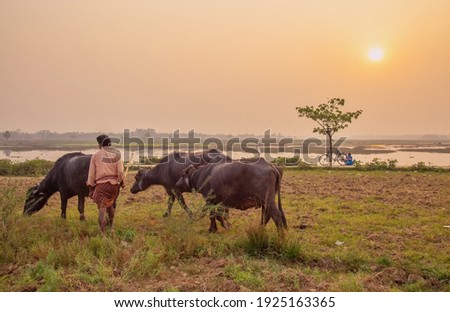 Indian shepherd grazing buffaloes at sunset at a rural village in West Bengal India.