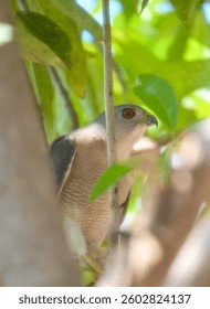 INDIAN SHIKRA HAWK HD IMAGES BECTOR ILLUSTRATION FOR EDITING WILDLIFE PHOTOGRAPHY PHOTOS 
